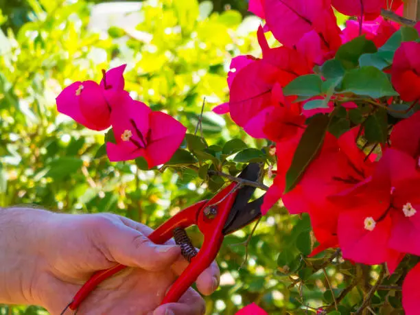 hand using a shears in a garden cutting red bougainvillea
