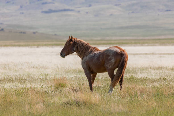 istock Beautiful Wild Horse in Utah 1156762624