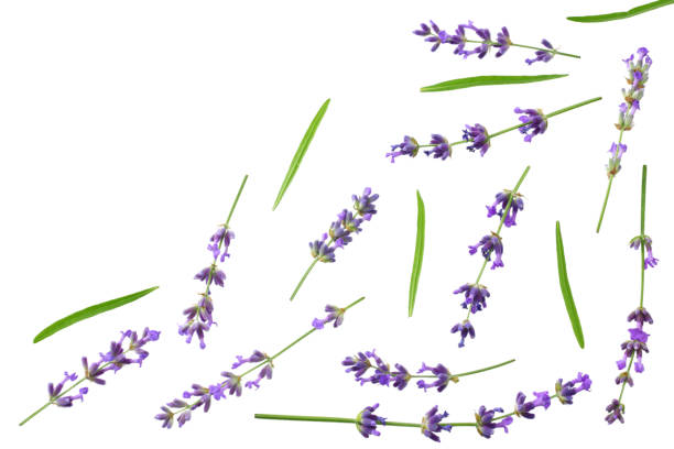 istock lavender flowers isolated on white background. top view 1156762972