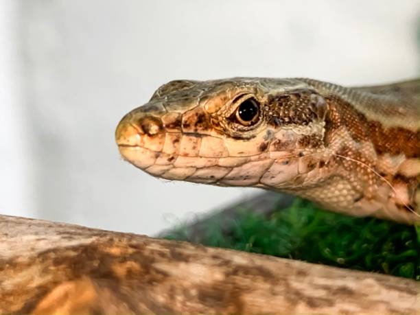 istock Macro shot of a lizard 1156765495