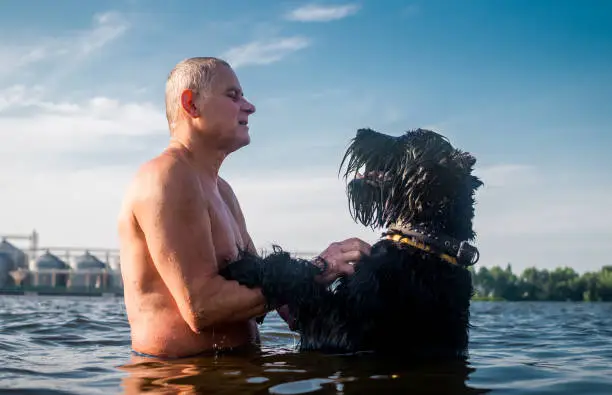 Photo of Man plays with a pet - a giant schnauzer dog