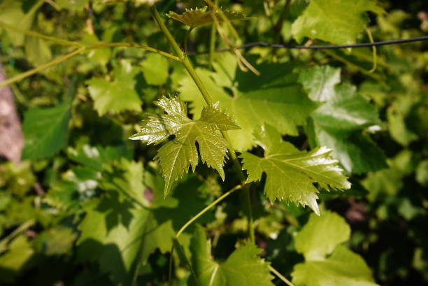 istock Green leaves of the grape tree. 1156768410
