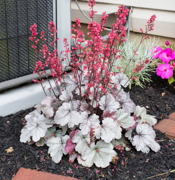 Coral Bells plant, Heuchera, called `Silver Gumdrop` which has silvery leaves & reddish-pink flowers in full bloom.