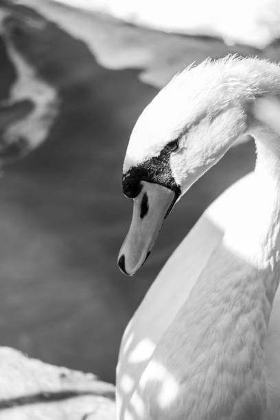 istock White swan at a park in Craiova, Romania 1156773904