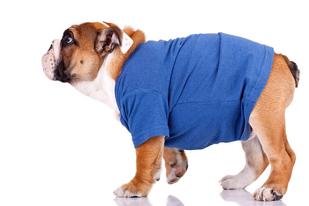 istock english bulldog standing and wearing nice clothes 115677425