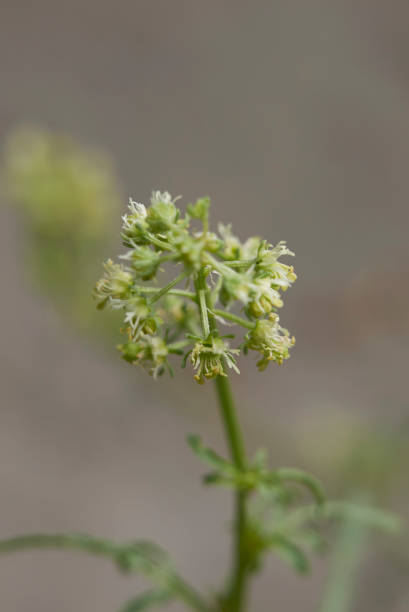 Reseda lutea Reseda lutea in bloom reseda lutea stock pictures, royalty-free photos & images