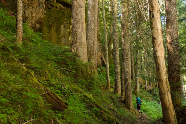istock Hiking amongst natures beauty 1156778222