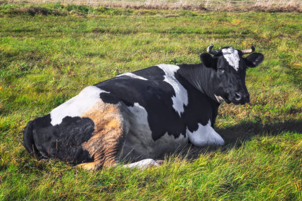 istock cows graze in the meadow autumn landscape 1156780289