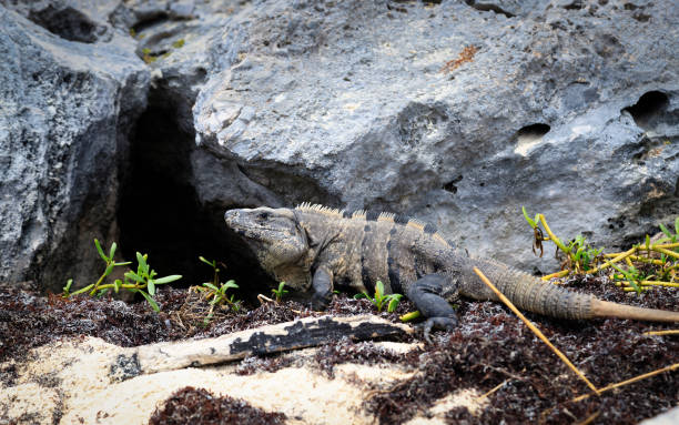istock a big iguana at the beach in mexico 1156780397