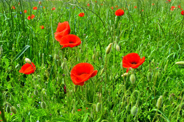 istock Red poppy flowers in the field. 1156780613