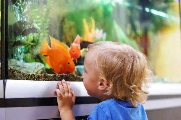Photo of Cute boy looking on colorful aquarium fishes in fish tank, carassius auratus