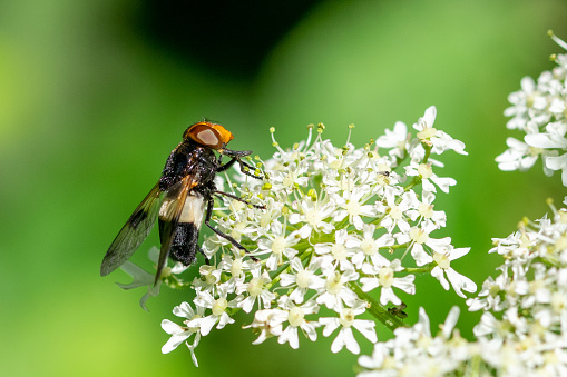 Pellucid Hoverfly (Volucella pellucens) resting on cow parsley flowers (Anthriscus sylvestris)