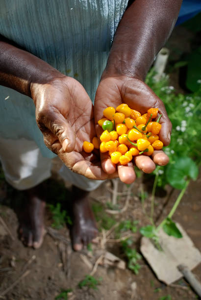 istock President Kennedy Quilombola Community 1156782551