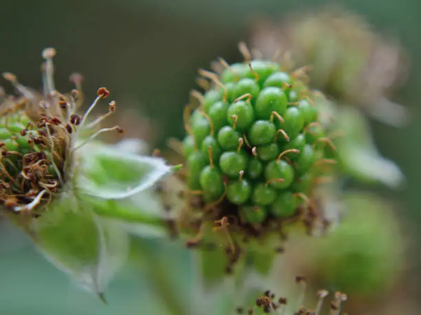 Unripe rubus fruticosus , macro photography, blackberry Lochness