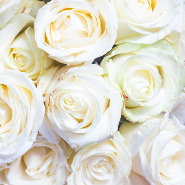 istock Background of fresh white roses 1156784983