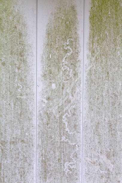 istock Plastic fence with green mold and dirt 1156785764