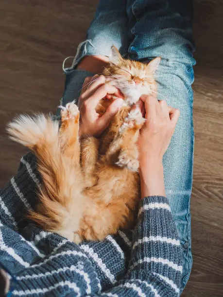 Photo of Cute ginger cat dozing on woman knees. Smiling woman in torn jeans stroking her fluffy pet. Cozy home.