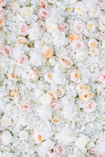 istock Flowers wall background with white and light orange roses. 1156786381