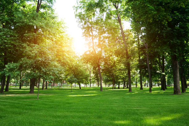 istock Green summer park at sunny day 1156787639