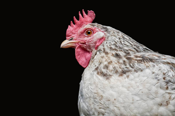 istock Portrait of white hen, home bird 1156788363