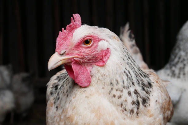 istock Portrait of white hen, home bird 1156788557