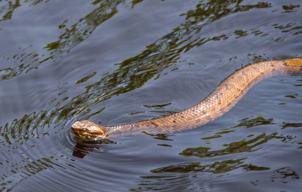 istock Snake swimming in water. 1156788604