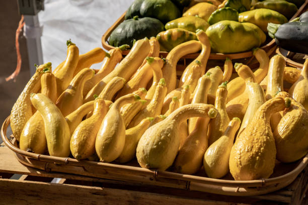 zucca gialla crookneck appena raccolta e pattypan. - crookneck squash foto e immagini stock