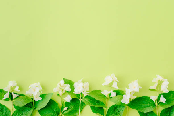 istock Flat lay composition with jasmine flowers and green leaves on a green background 1156789722