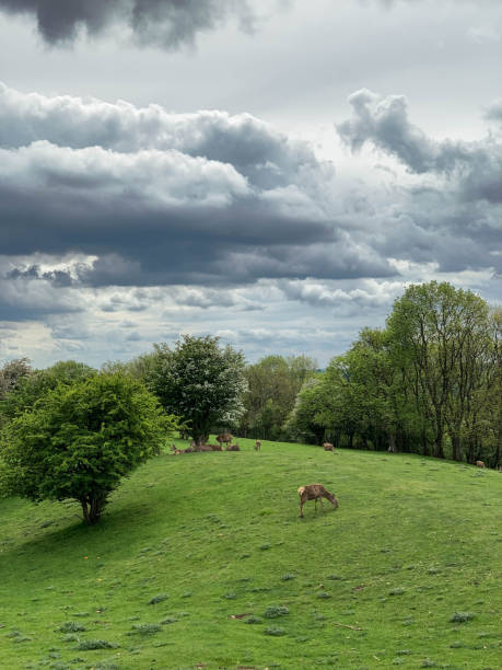 istock Wild deers grazing under dramatic sky in Broadway hill, Worcestershire, England 1156790833