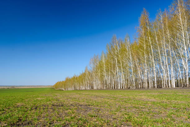 Equal landing birches. Birches with young green leaves on a spring sunny day. Spring landscape and blue sky.