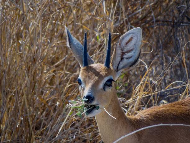 istock Eating Dikdik in Etosha National Park in Namibia 1156795330