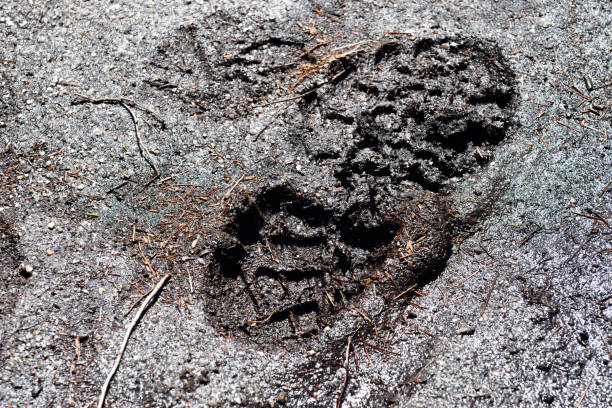 istock Muddy Footprint Close Up Abstract 1156795540