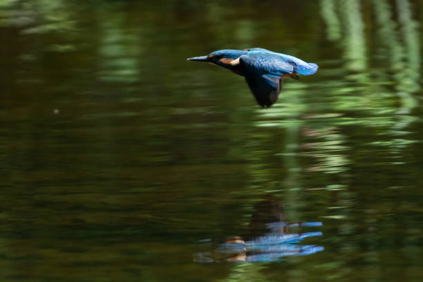 istock Kingfisher at the river in Jonsered, Sweden 1156795573