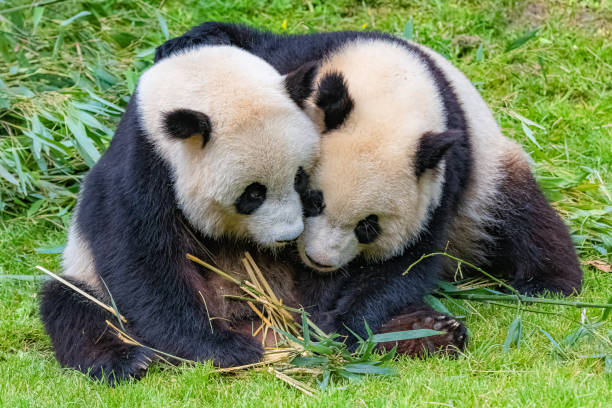 pandy olbrzymie - bear animal kissing forest zdjęcia i obrazy z banku zdjęć