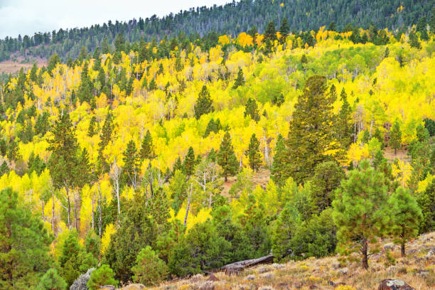 Autumn at Boulder Mountain in Grand Staircase Escalante National Monument Stock photograph of landscape at Boulder Mountain in Grand Staircase Escalante National Monument on an autumn day. boulder mountains stock pictures, royalty-free photos & images