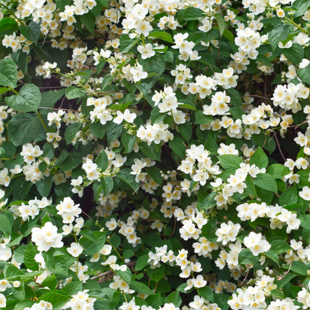 istock Seamless photo pattern of fruit tree flowers in spring time. May using for advertisement project background image. 1156796565