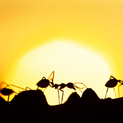 Magical scene of Green Ants walking in a vine on summer dusk, art shape of ants against golden sunset in the background. Social communication concept.