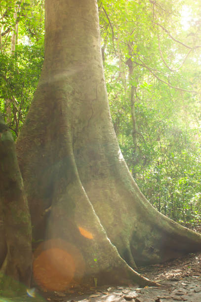 istock Sunbeam shines through a tropical forest onto the large Tetrameles tree. 1156798096
