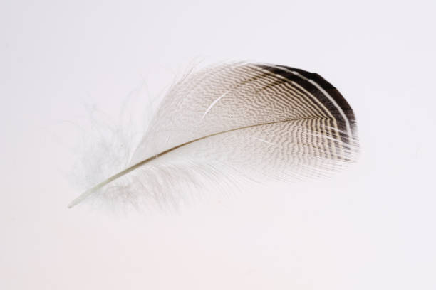 istock feathers of the wood duck 1156798993