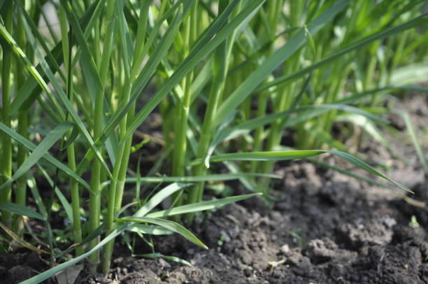 istock young sprouts of onions 1156799740