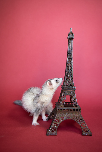 A cute ferret poses indoor with a metal ornament of the Eiffel Tower of France.