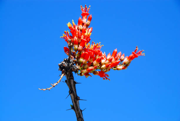 istock ocotillo fouquieria spendens 1156800761