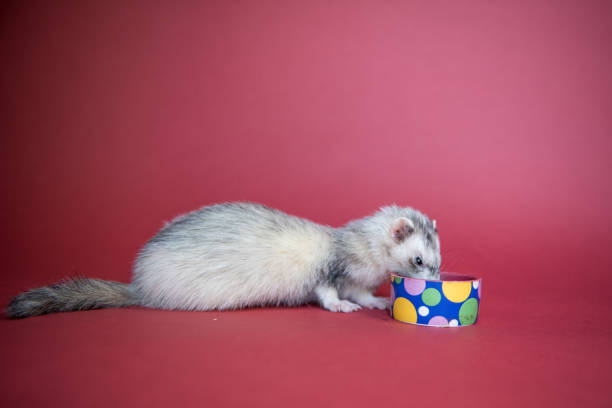 istock Ferret  indoor portrait eating from his plate. 1156800801