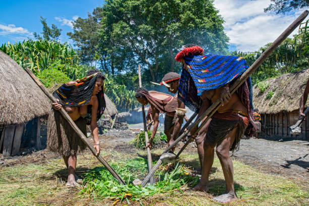 돼지 잔치를 준비하는 다니 부족의 사람들, 서파푸아 - dani 뉴스 사진 이미지