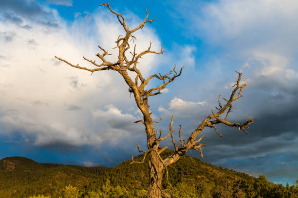 A dead tree in front of a beautiful evening sky in the Sangre de Cristo Mountains near Santa Fe, New Mexico