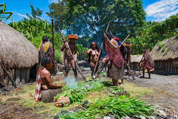 People of the Dani tribe preparing pig feast, West-Papua Baliem-Valley, New Guinea, Indonesia - August 22, 2017: People of the Dani people (also spelled as Ndani) are preparing the fire place for the tradional pig feast (pig festival). They are traditionally dressed and wearing  the typical Koteka (penis sheath or gourd). The Dani inhabit the Baliem Valley in the central highlands of West Papua (the Indonesian part of New Guinea). koteka stock pictures, royalty-free photos & images