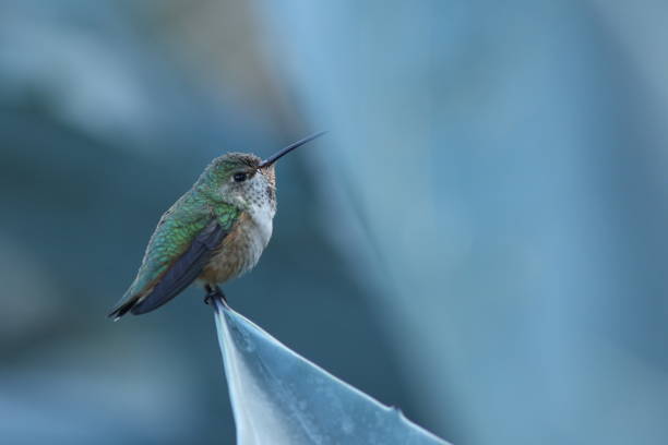 istock Ana's humming bird perched on a cactus resting after a good meal. 1156804927