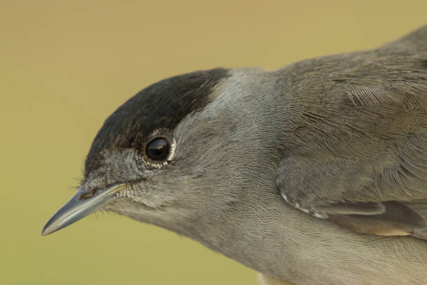 istock Beautiful Eurasian blackcap with out of focus background. 1156805029