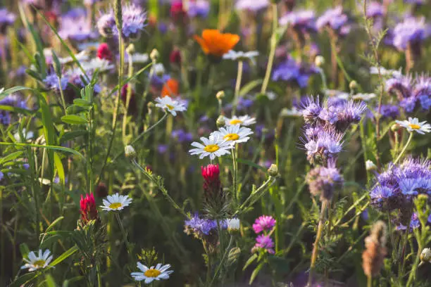 Colorful flowering herb meadow with purple blooming phacelia, orange calendula officinalis and wild chamomile. Meadow flowers photographed landscape format suitable as wall decoration in wellness areas, spa and hotel area