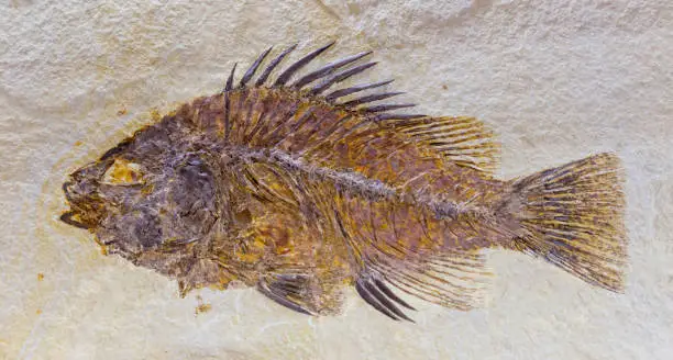 Photo of fossil of fish